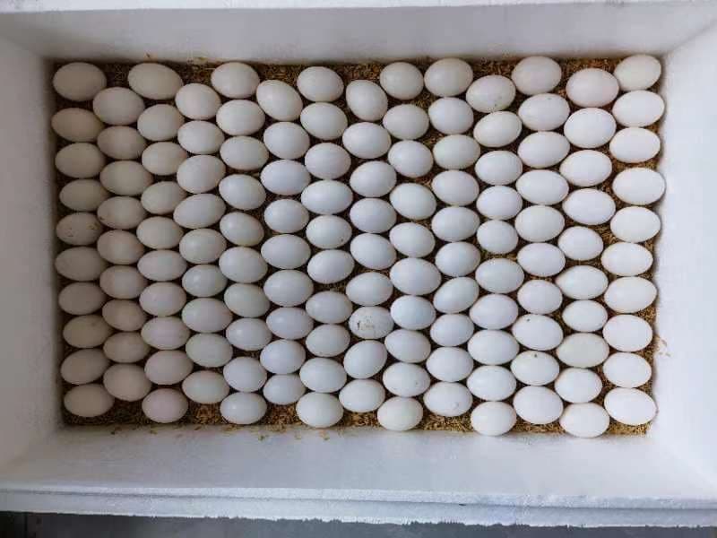Sample photo: Eggs