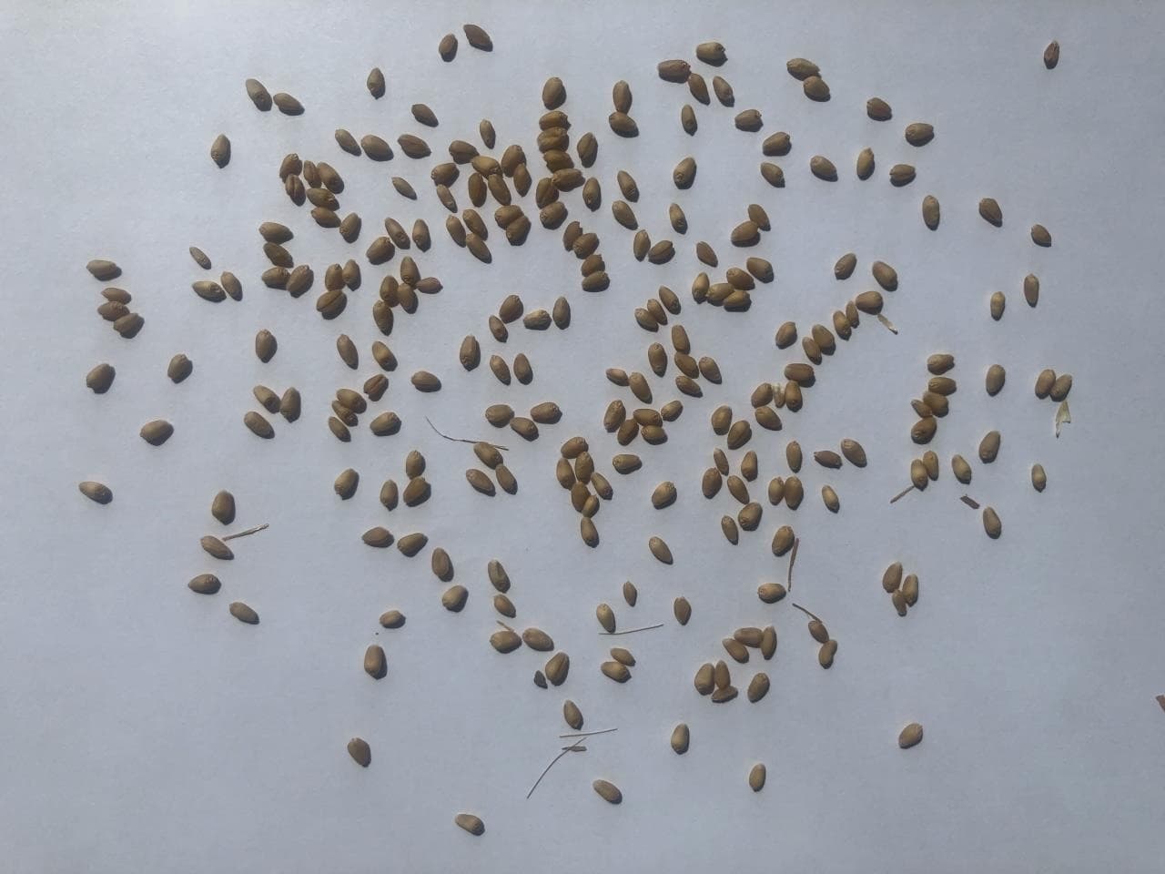Seeds