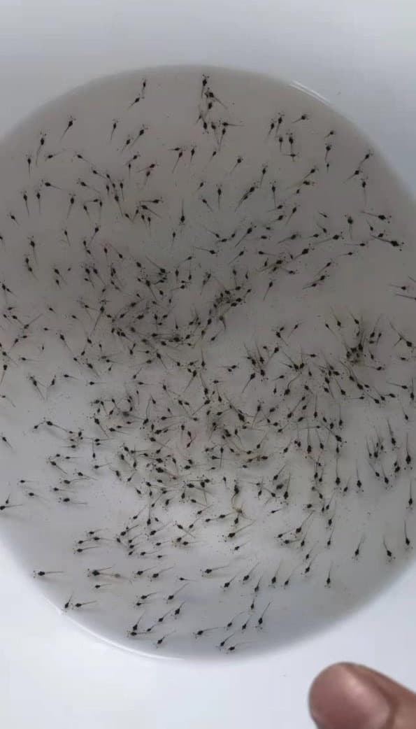 Shrimp larvae